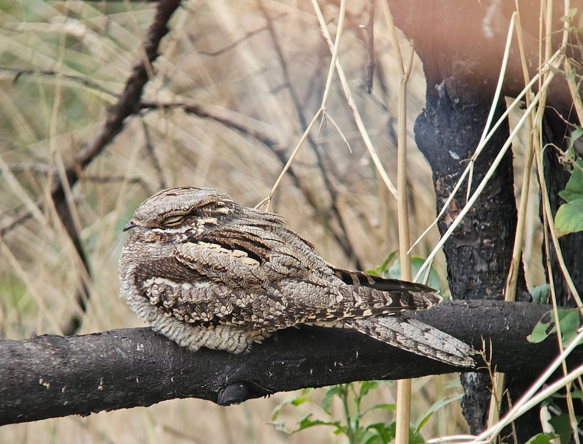 Eurasian Nightjar - ML642980456