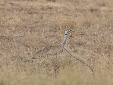 White-bellied Bustard - ML642980461
