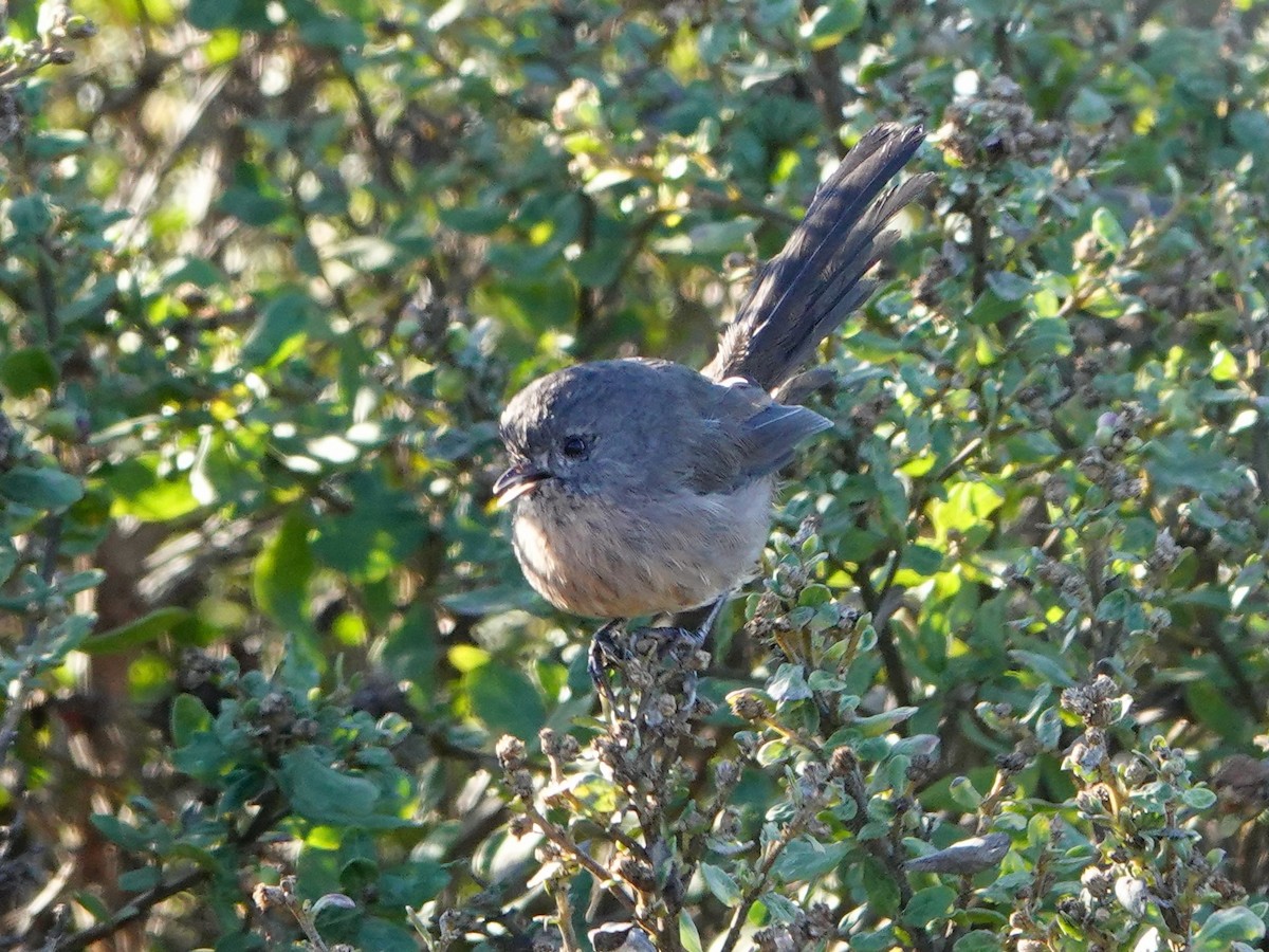 Wrentit - ML642980469