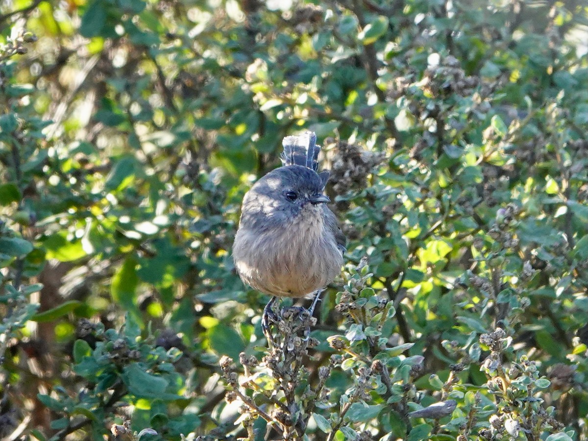 Wrentit - ML642980470