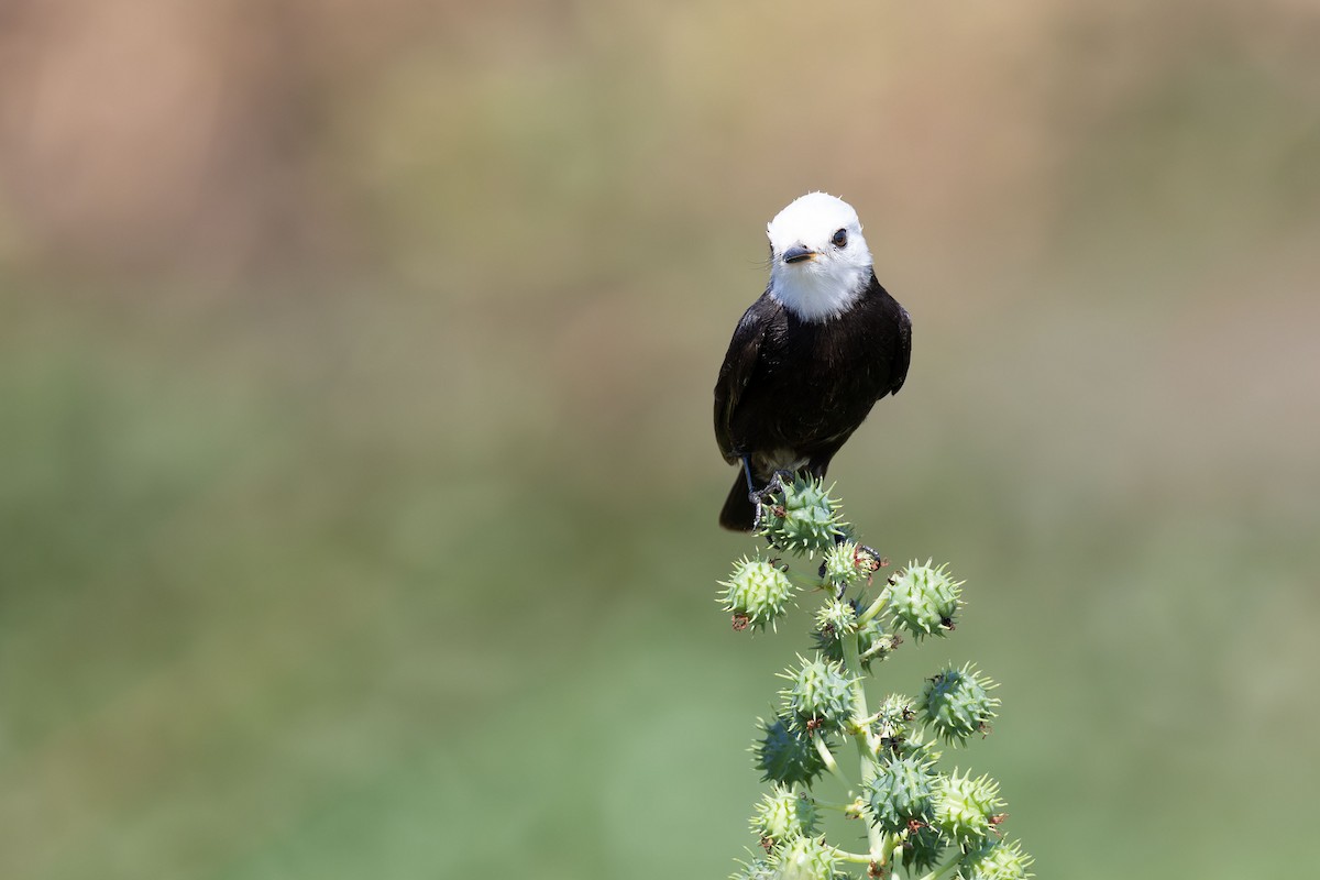 White-headed Marsh Tyrant - ML642980472