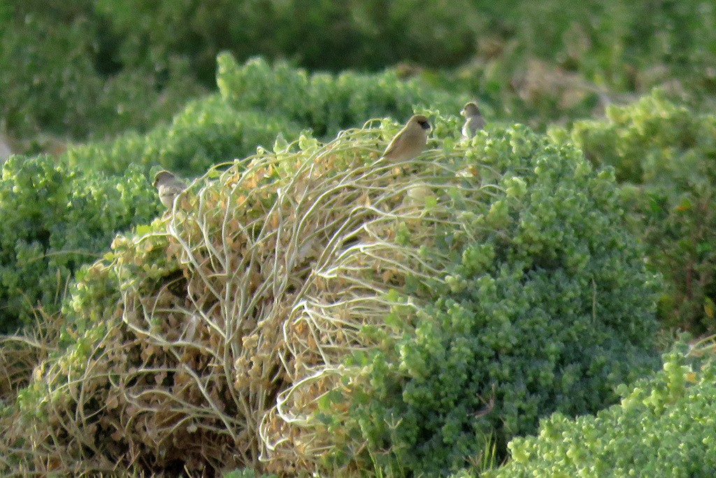 Desert Finch - ML642980476