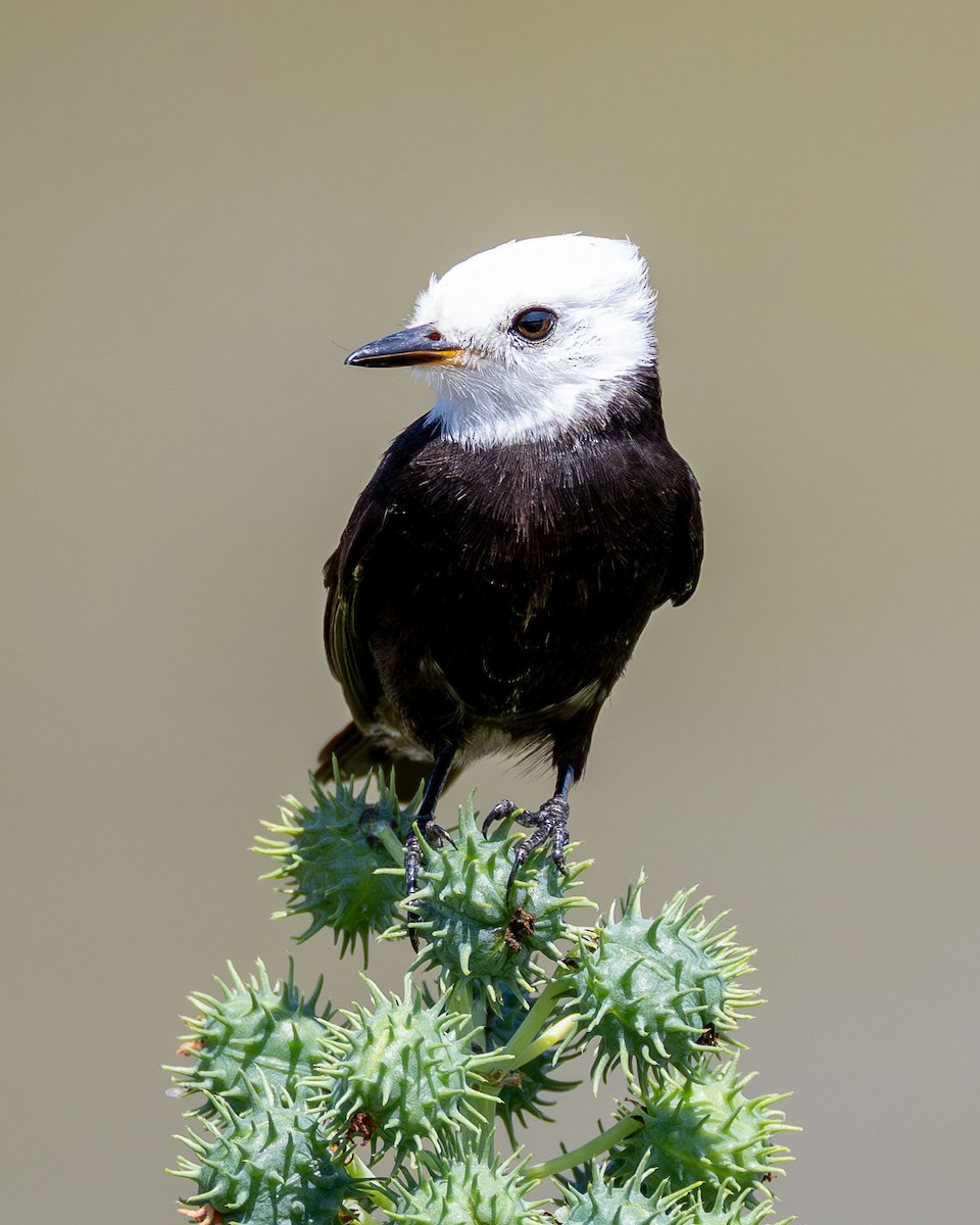 White-headed Marsh Tyrant - ML642980478