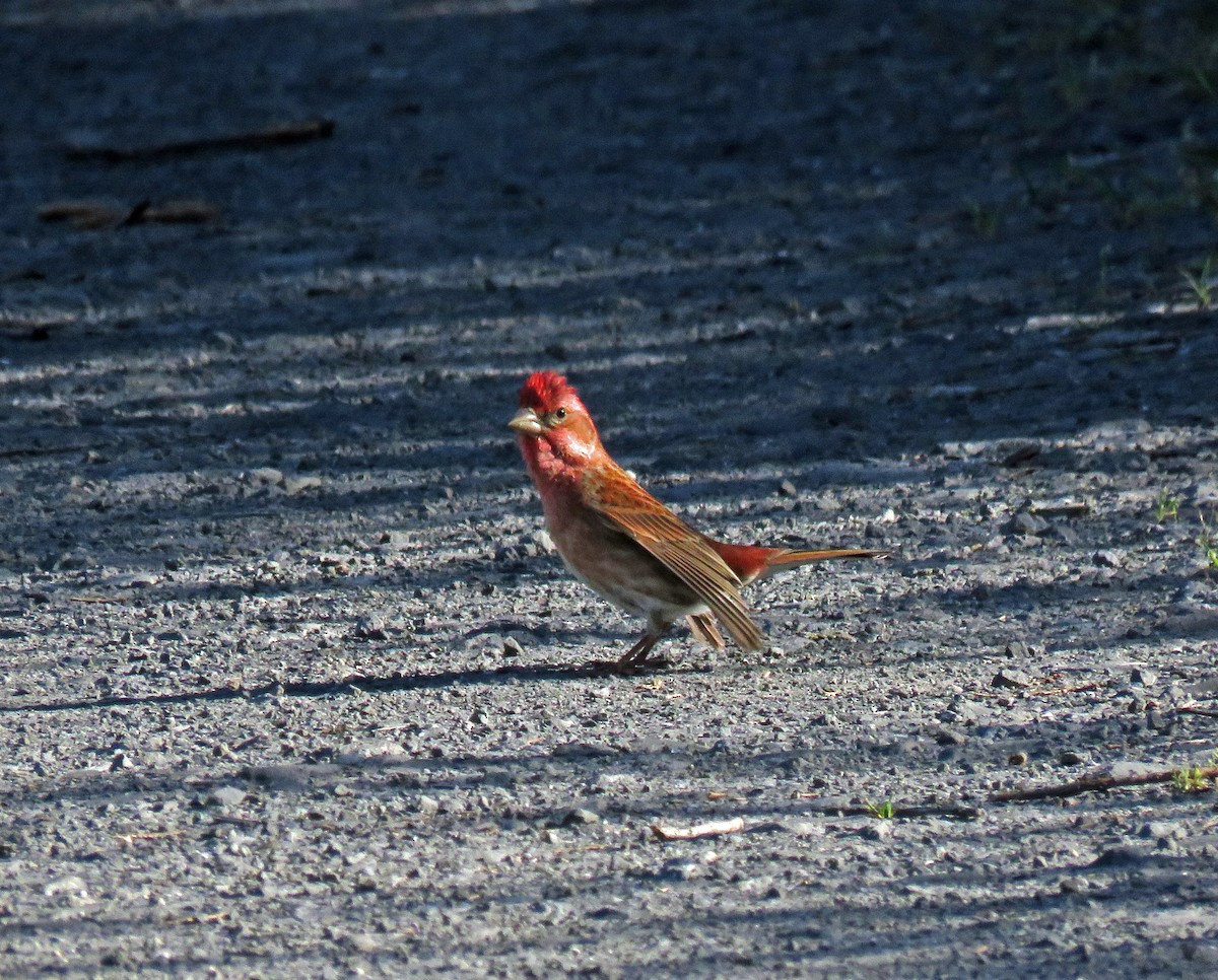 Purple Finch - ML642980485