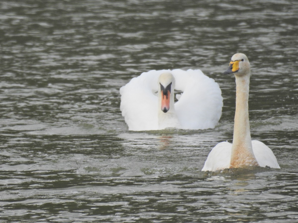 Cigno selvatico - ML642980487