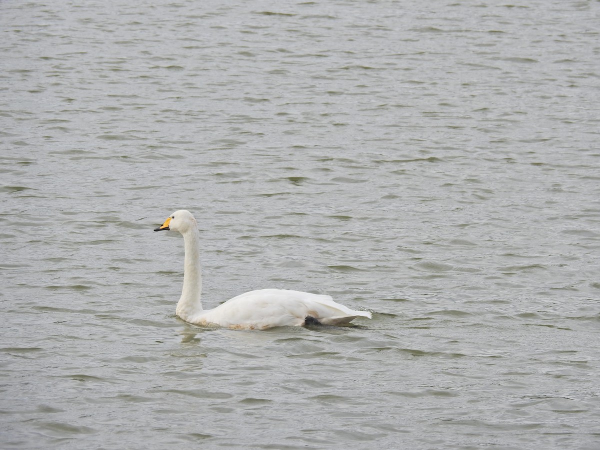 Cigno selvatico - ML642980489
