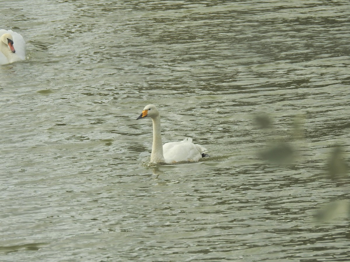 Cigno selvatico - ML642980490