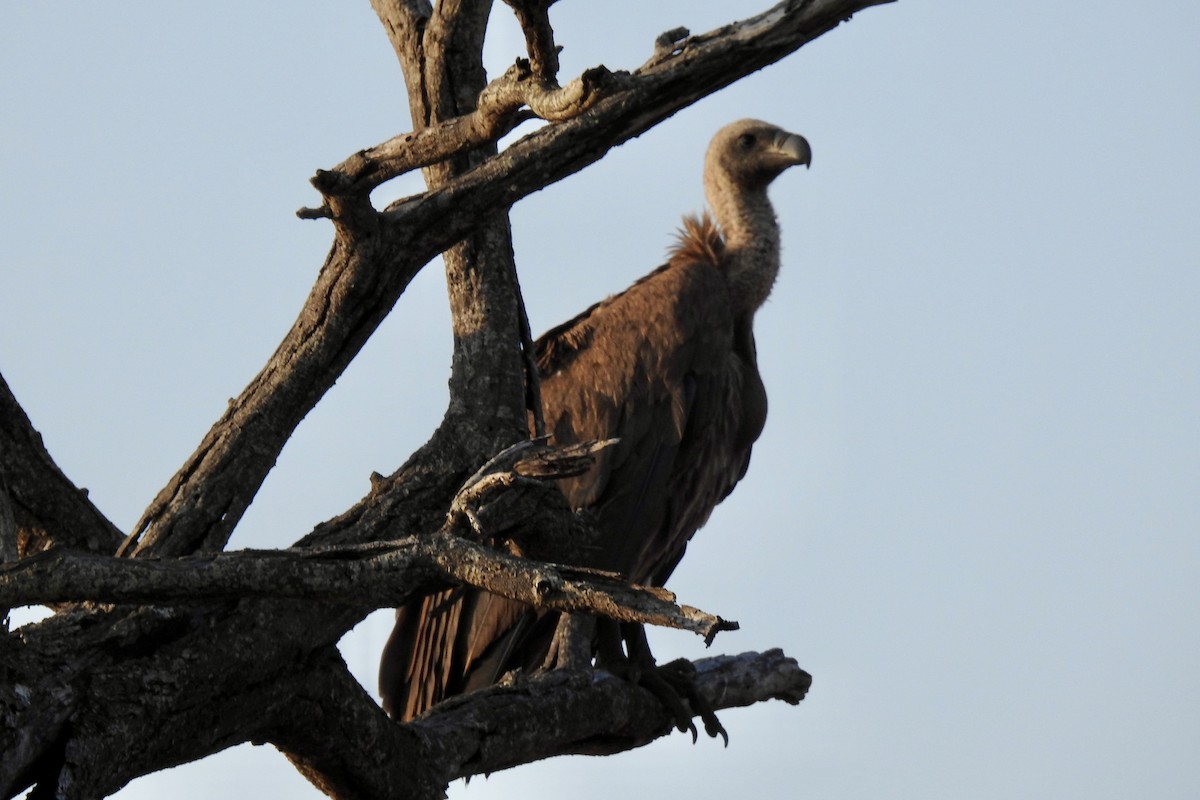 White-backed Vulture - ML642980491