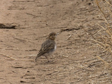 Fischer's Sparrow-Lark - ML642980507