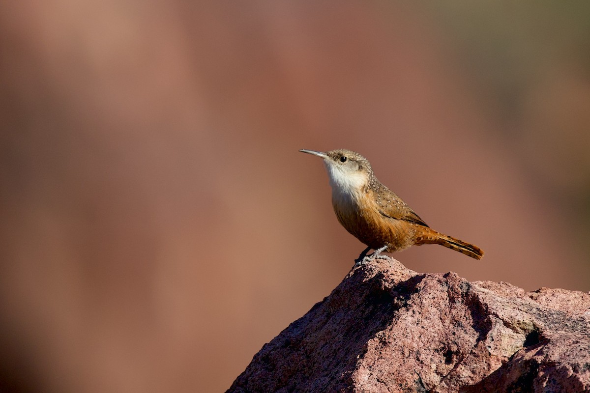 Canyon Wren - ML642980512