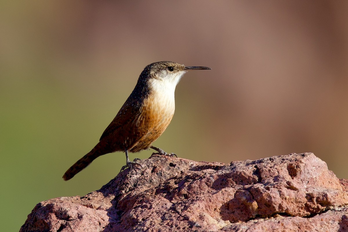 Canyon Wren - ML642980513