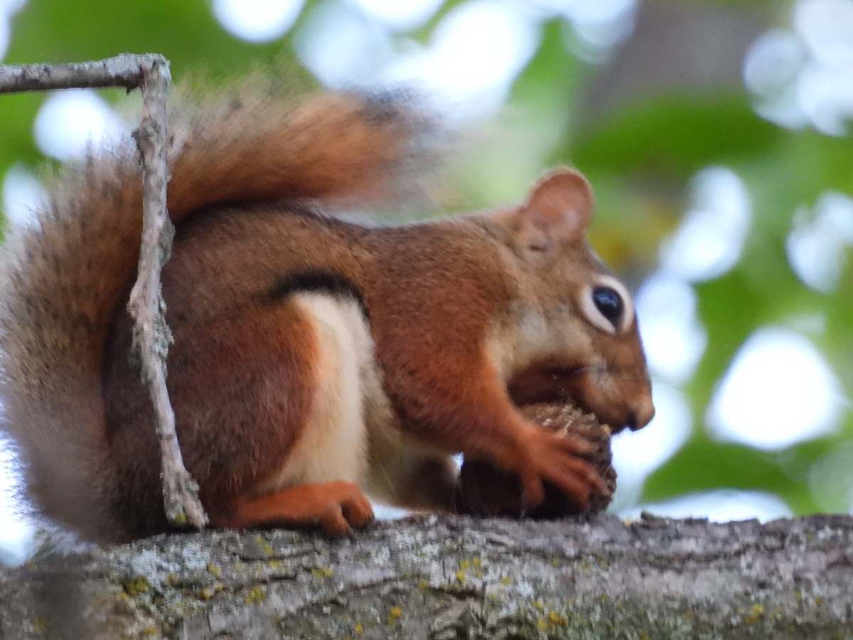 Animals - ML642980516