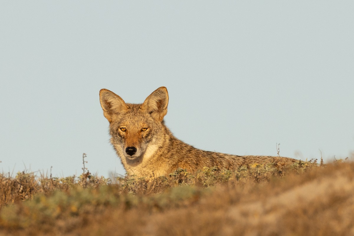 Animals - ML642980526