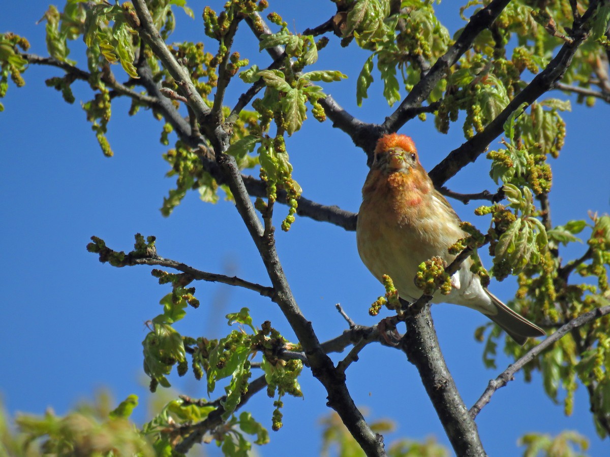 Purple Finch - ML642980530