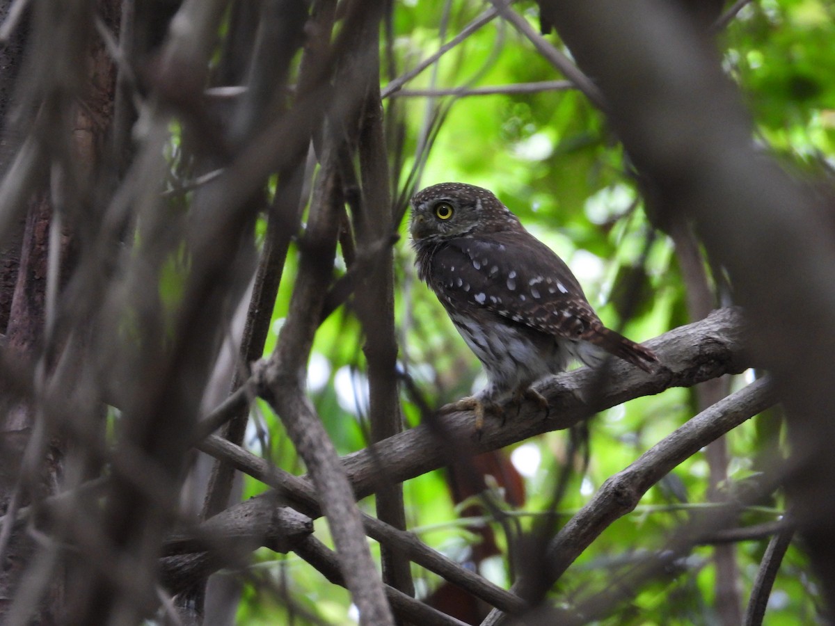 Ferruginous Pygmy-Owl - ML642980533
