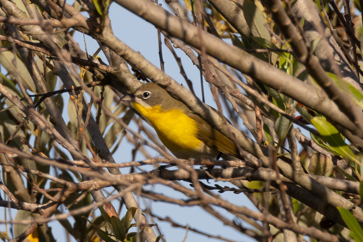 Yellow-breasted Chat - ML642980539