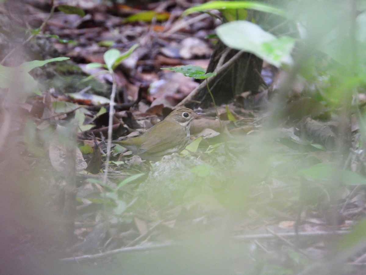 Ovenbird - ML642980551