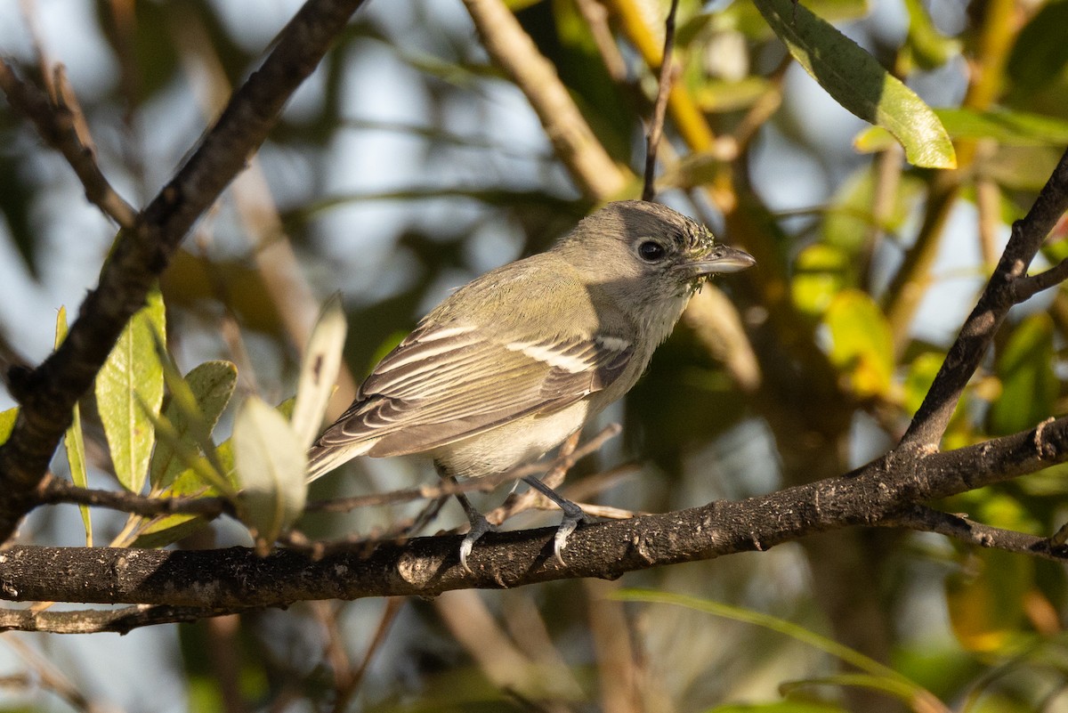 Cassin's Vireo - ML642980560