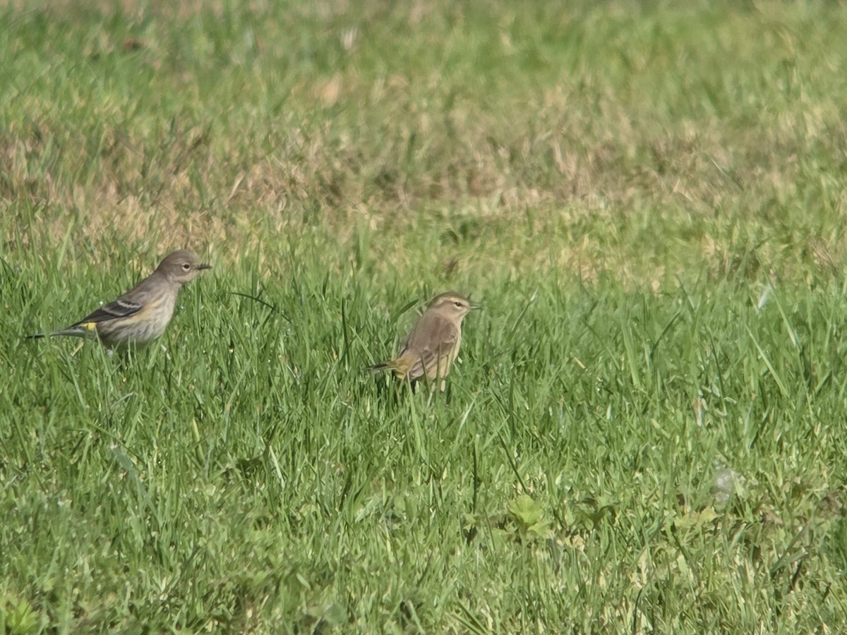 Palm Warbler - ML642980564