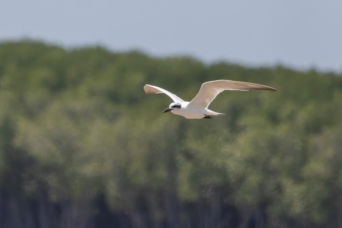 Australian Tern - ML642980588