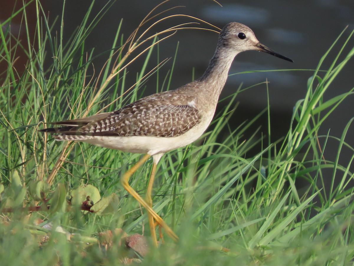 Lesser Yellowlegs - ML642980589