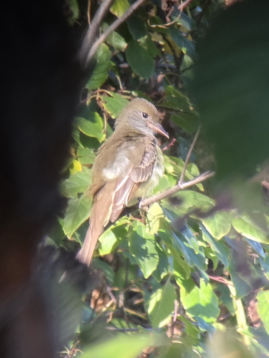 Great Crested Flycatcher - ML642980591
