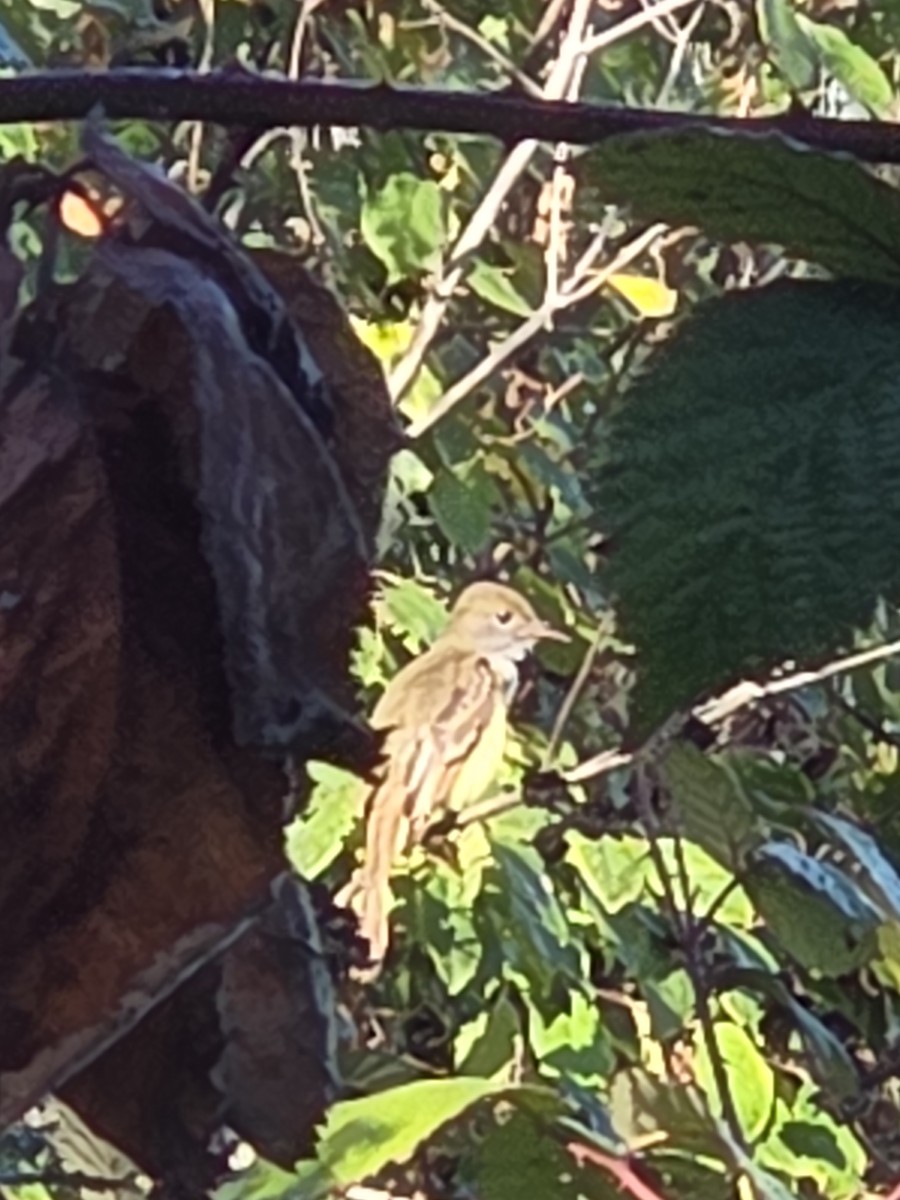 Great Crested Flycatcher - ML642980592