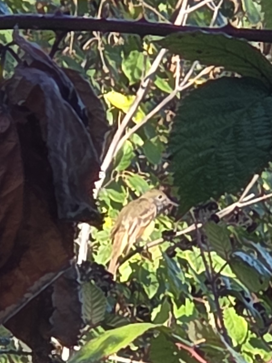 Great Crested Flycatcher - ML642980593