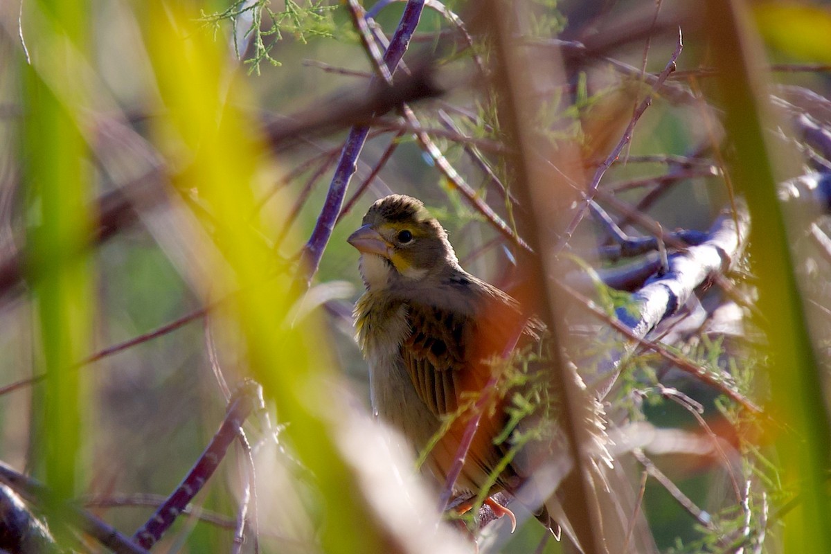 Dickcissel - ML642980594