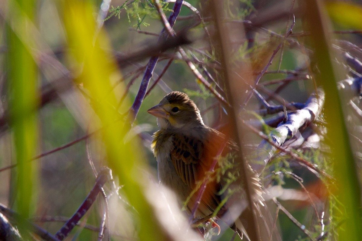 Dickcissel - ML642980595