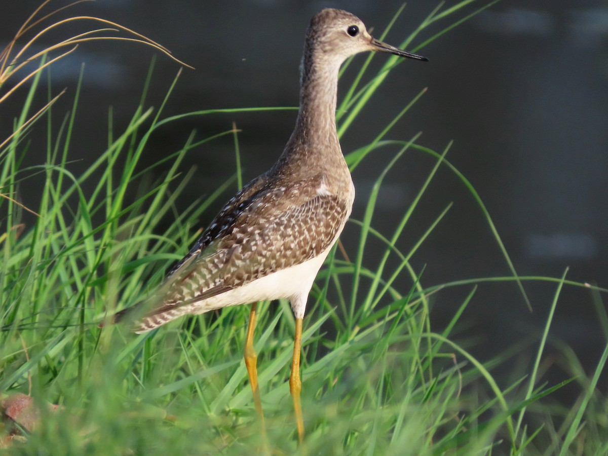 Lesser Yellowlegs - ML642980601