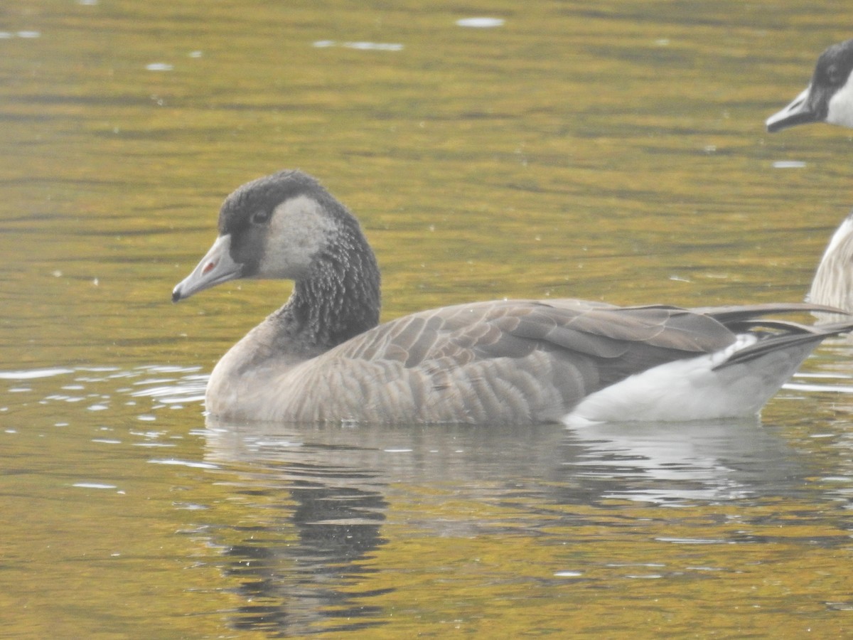 Graylag x Canada Goose (hybrid) - ML642980604