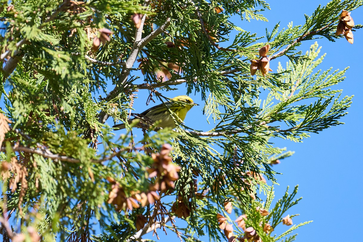 Townsend's Warbler - ML642980607