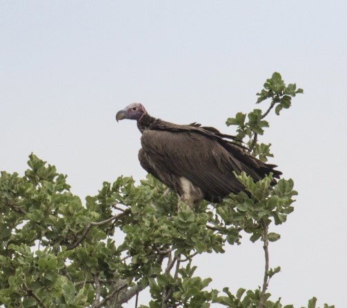 Lappet-faced Vulture - ML642980615