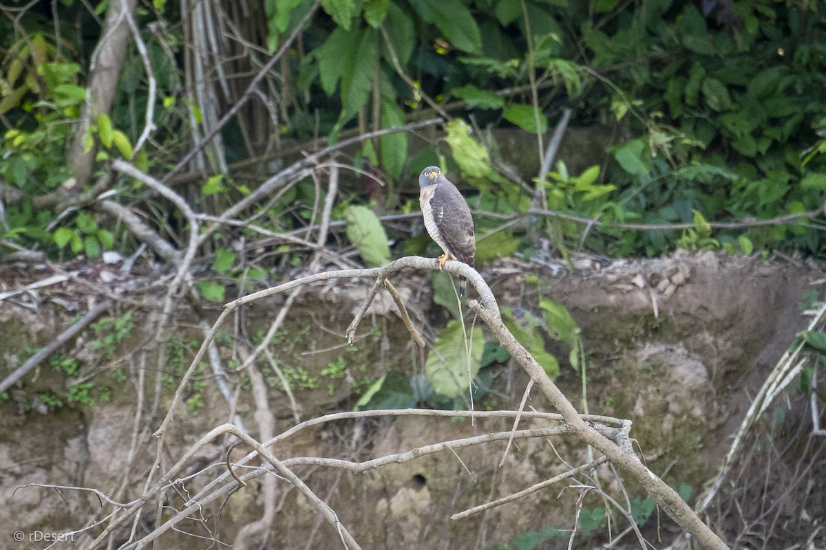 Roadside Hawk - ML642980619