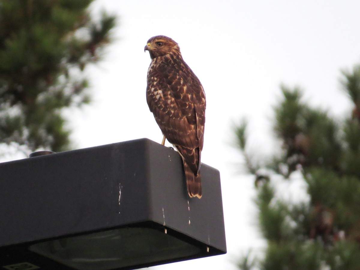 Red-shouldered Hawk - ML642980620