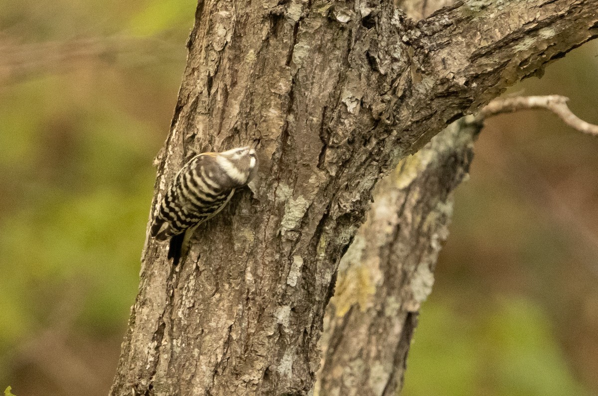 Japanese Pygmy Woodpecker - ML642980621