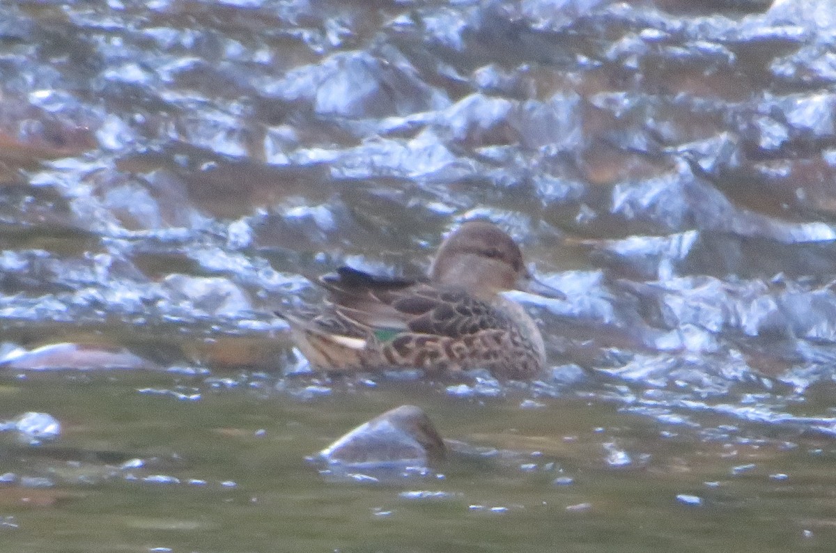 Green-winged Teal - ML642980625