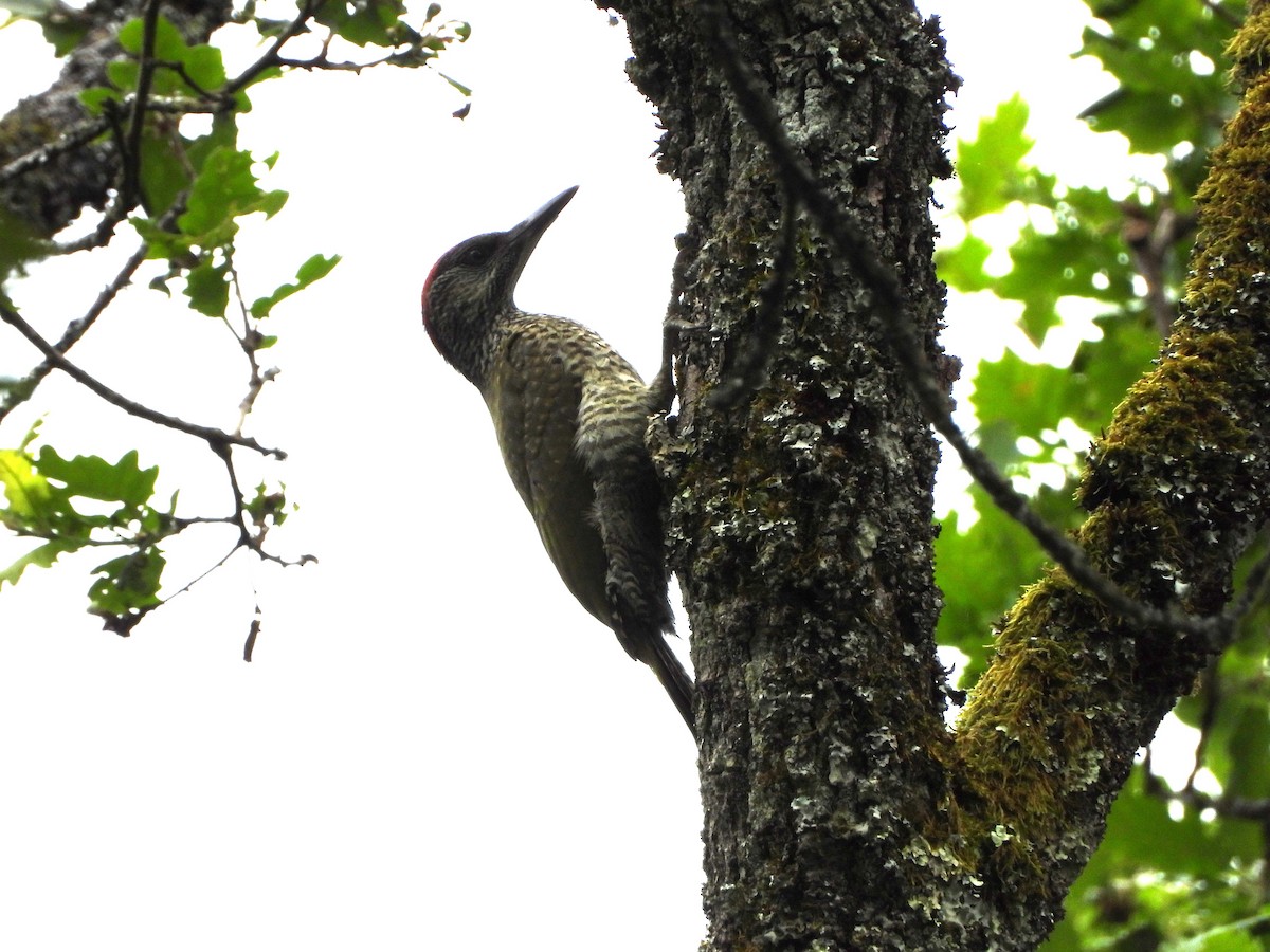 Eurasian Green Woodpecker - ML642980631