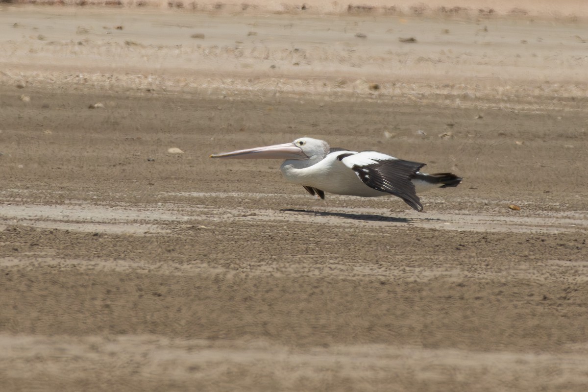 Australian Pelican - ML642980635