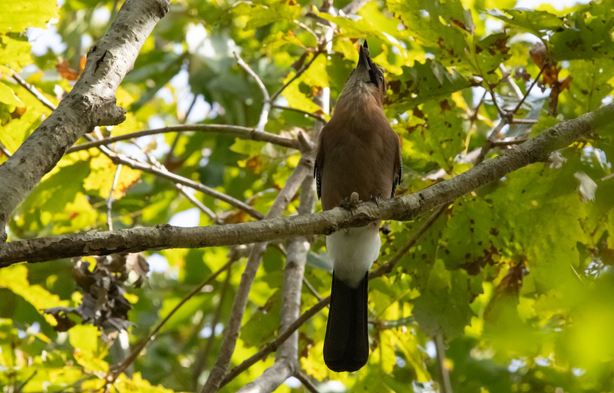 Eurasian Jay (Brandt's) - ML642980638