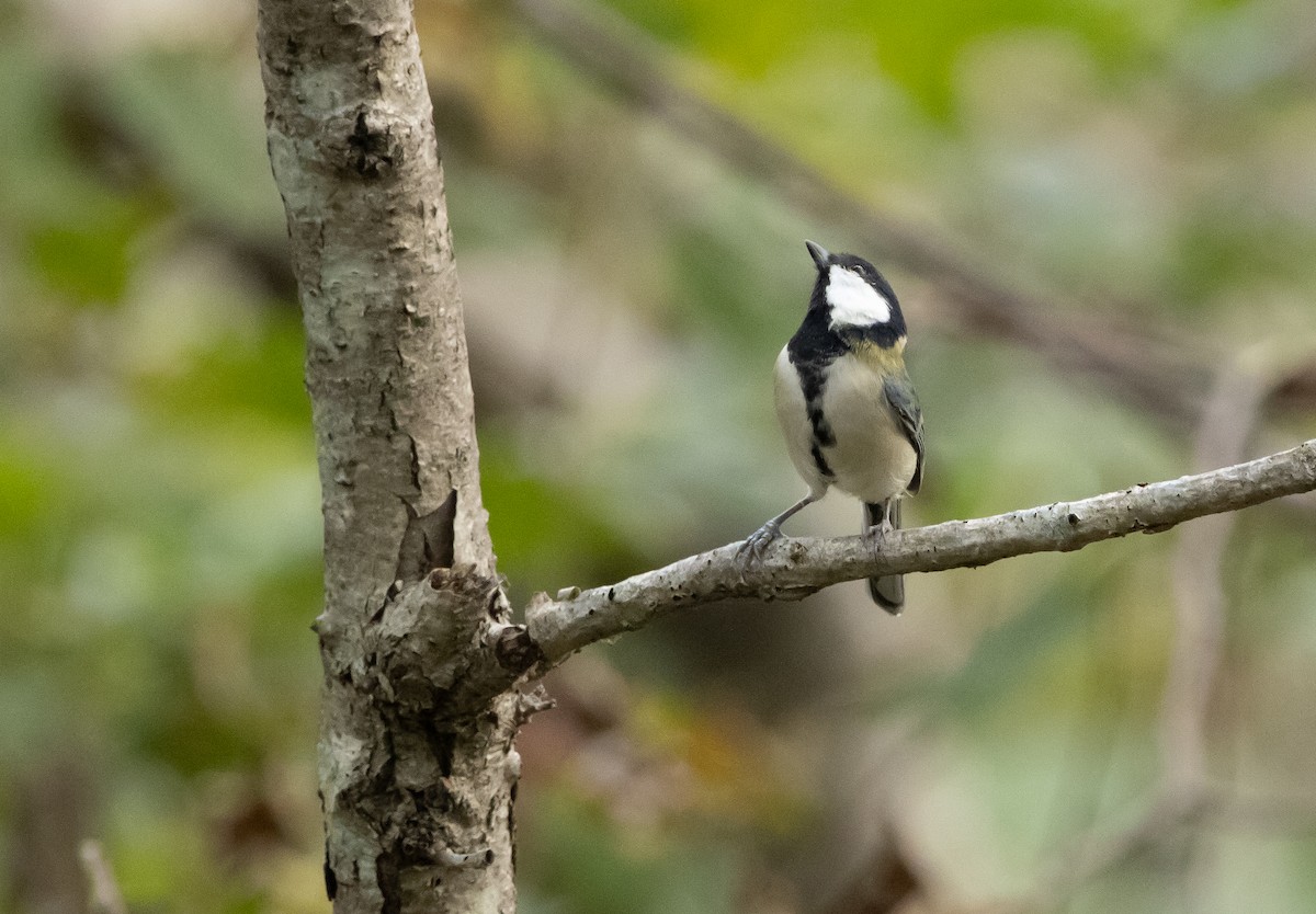 Mésange d'Asie (groupe minor) - ML642980650