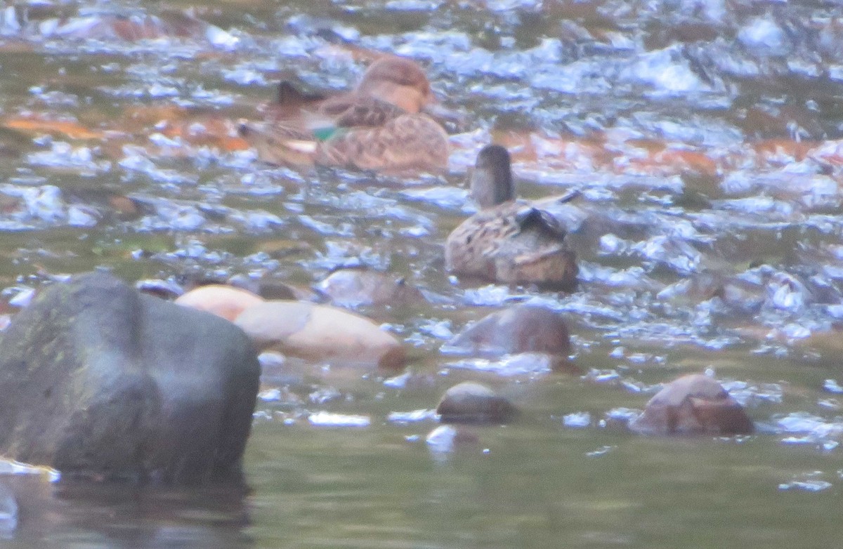Green-winged Teal - ML642980651
