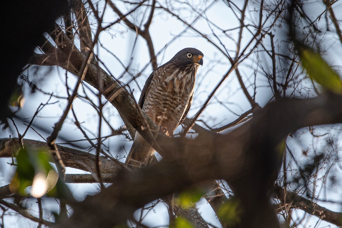 Roadside Hawk - ML642980659