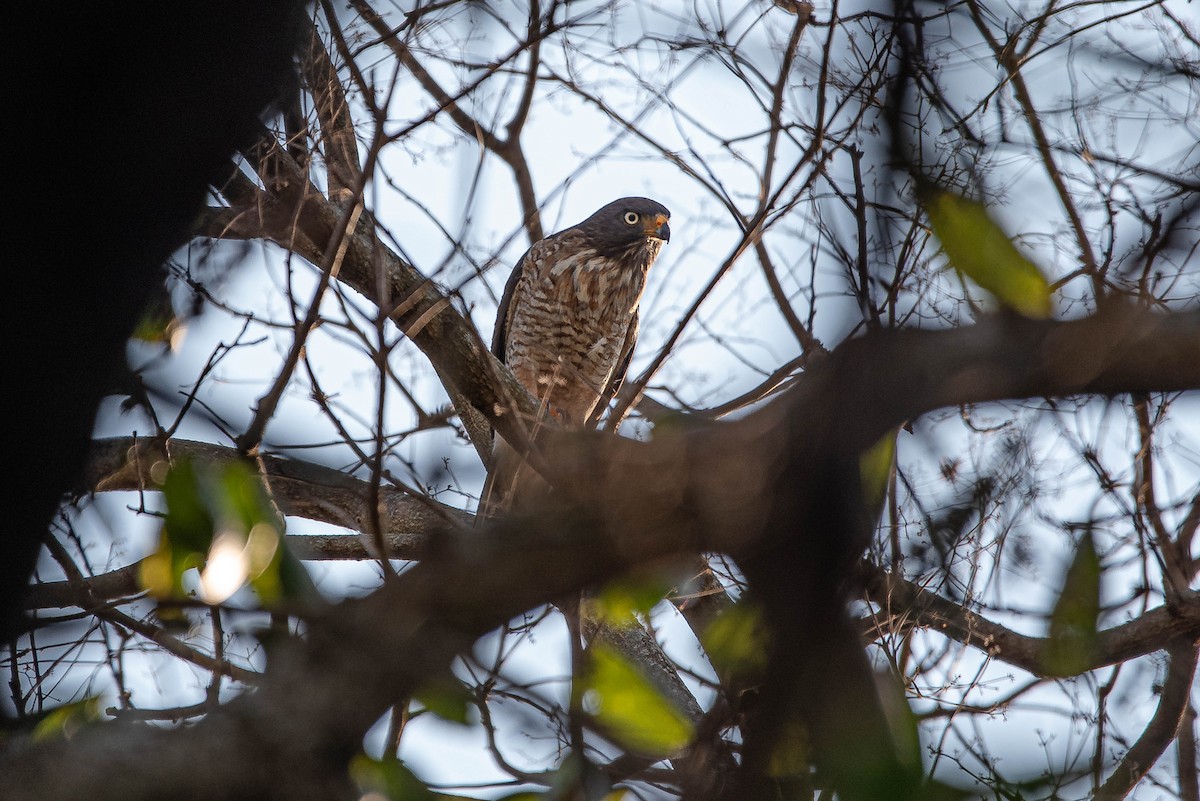 Roadside Hawk - ML642980660