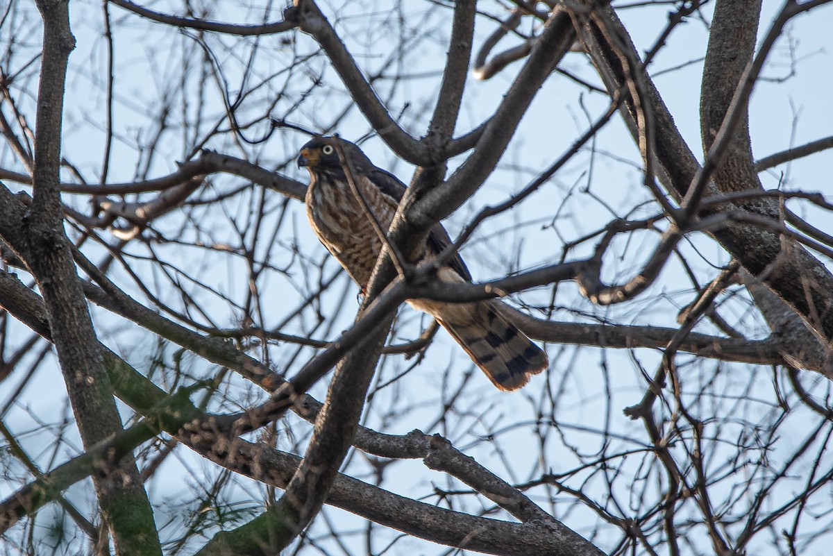 Roadside Hawk - ML642980661