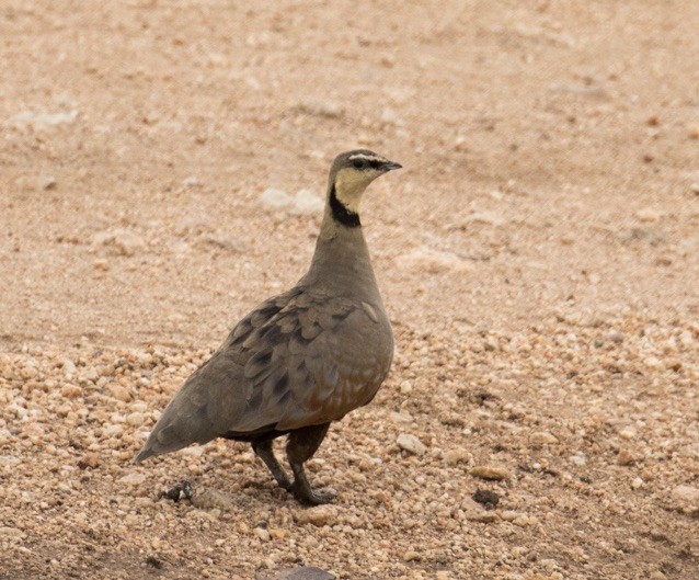 Yellow-throated Sandgrouse - ML642980675
