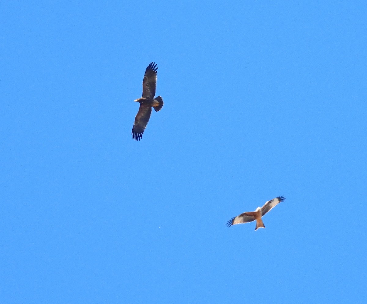 Lesser Spotted Eagle - ML642980683