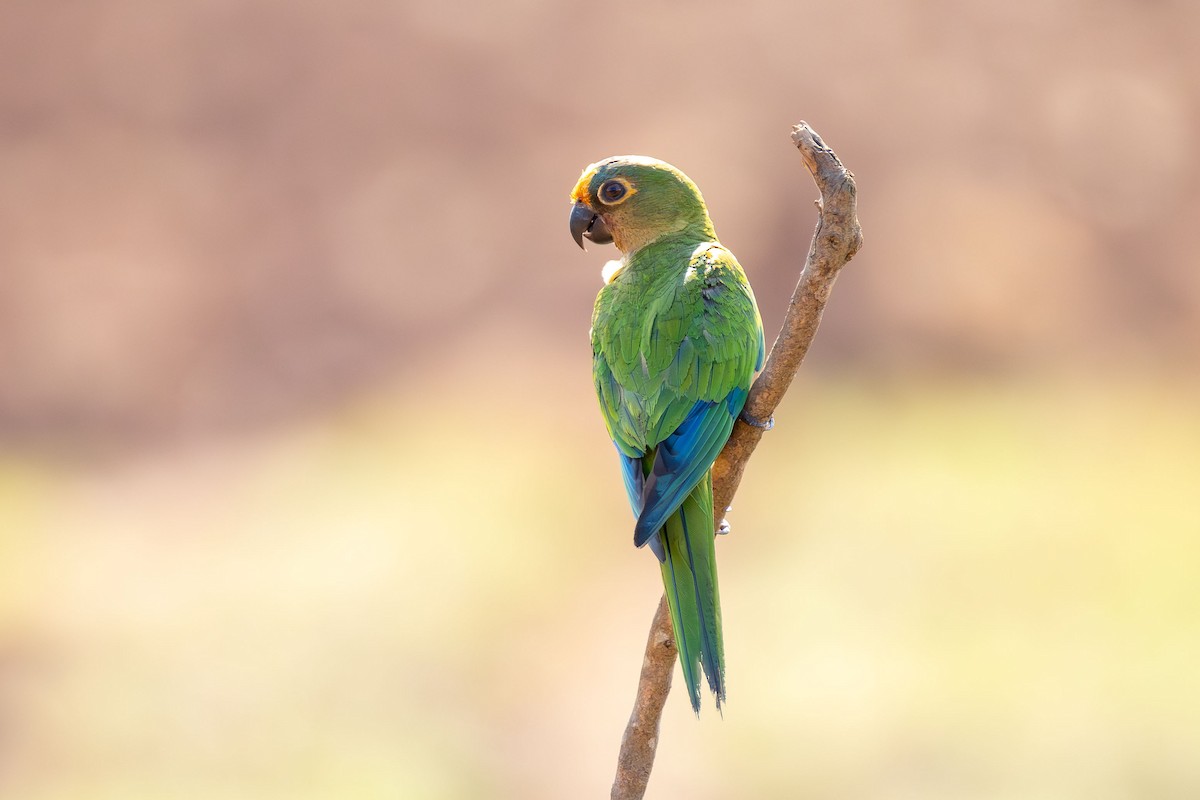 Peach-fronted Parakeet - ML642980698