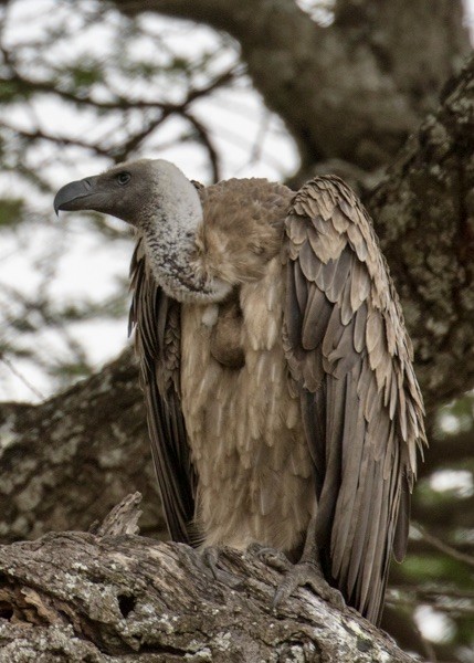 White-backed Vulture - ML642980699